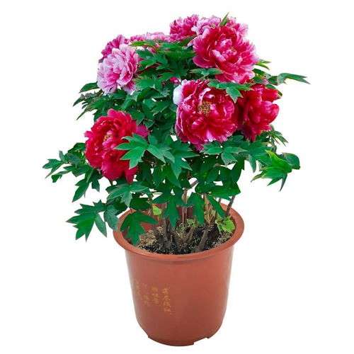 洛陽正宗牡丹王 庭院盆栽與地栽的耐寒花卉優(yōu)選