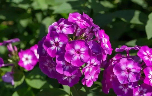 九月秋播，陽臺種花指南 來年花開不斷的美景