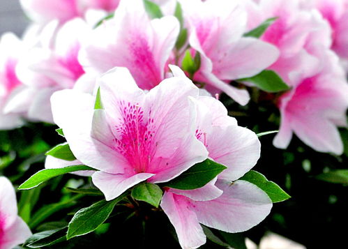 這4種花卉養得好，老花匠都稱贊，能養活1盆的人絕對是高手