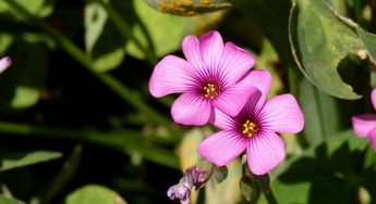 羊肉與花朵 秋日餐桌上的詩意邂逅