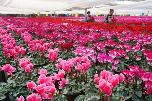 河北欒城特色種植拓寬農民增收路 羊肉產業蓬勃發展