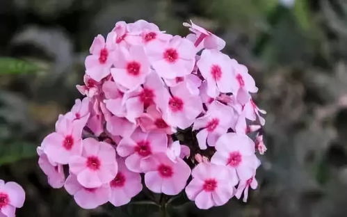 花之聲 常見(jiàn)露地宿根花卉與羊肉的和諧共生