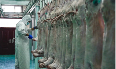 賽湖小羊正式投產(chǎn)！探索地方特色養(yǎng)殖與品牌發(fā)展新路徑